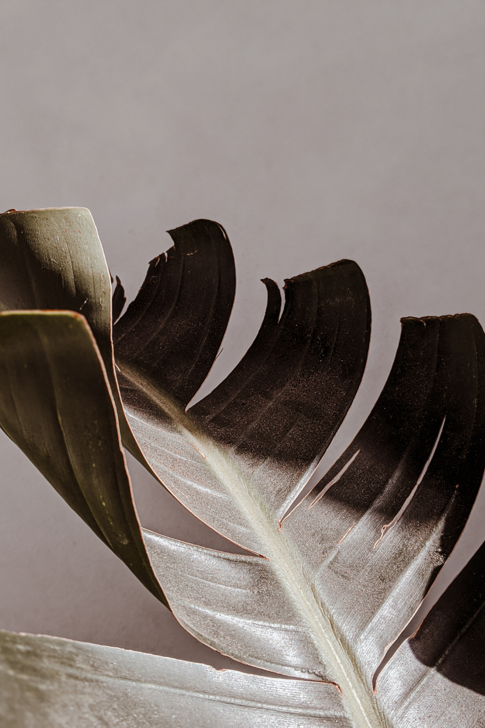 A close-up view of a tropical leaf with visible texture and details, set against a neutral background.